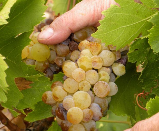 Cépage Muscat Sec VdP d'Oc Terres Blanches, Cave des Vignerons de Frontignan