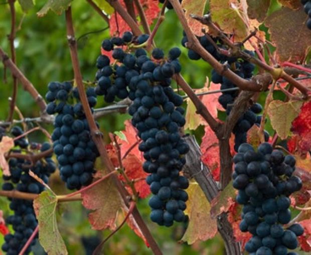 Pinot Noir Marlborough, Map Maker