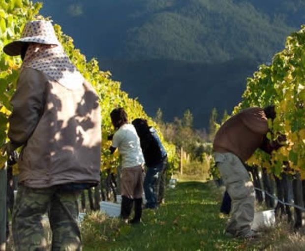 Pinot Noir Marlborough, Map Maker