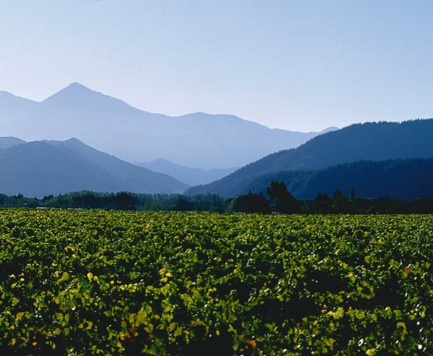Sauvignon Blanc Marlborough, Map Maker