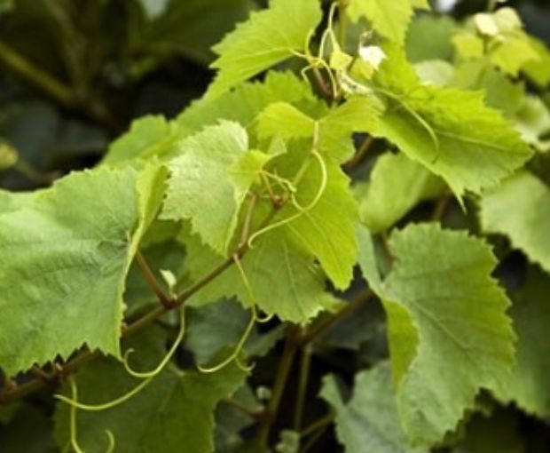 Sauvignon Blanc Marlborough, Map Maker