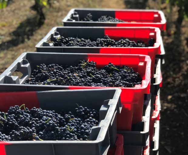 MAGNUM Gevrey-Chambertin AOC 2013, Domaine Marchand-Grillot