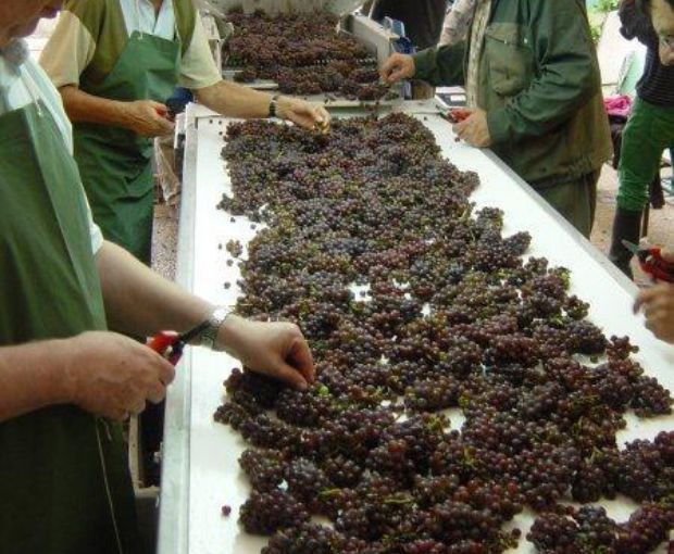 Gevrey-Chambertin AOC 2021, Domaine Marchand-Grillot