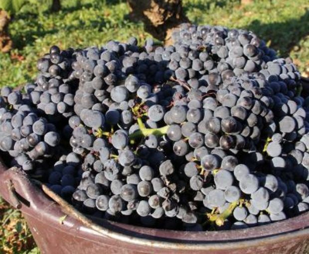 Gevrey-Chambertin AOC 2021, Domaine Marchand-Grillot