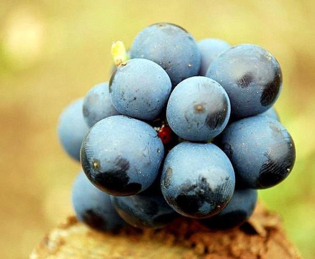 MAGNUM Gevrey-Chambertin 1er Cru Petite Chapelle 2018, Domaine Marchand-Grillot