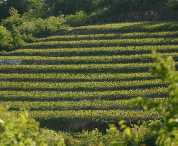 Gevrey-Chambertin AOC 2021, Domaine Marchand-Grillot