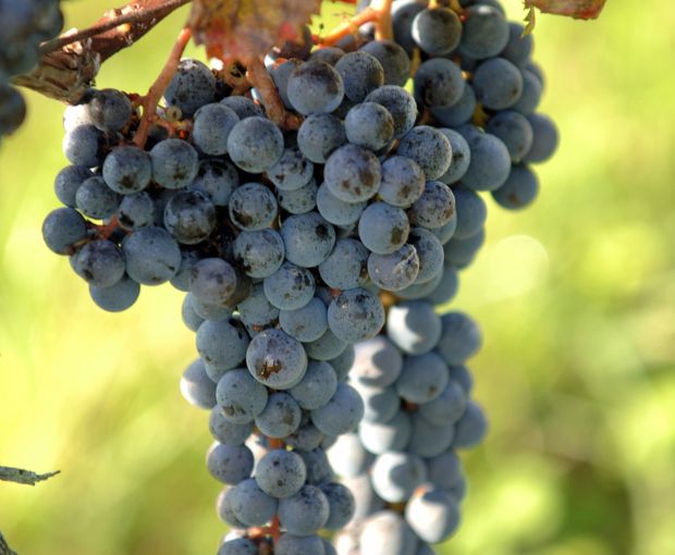 Castillon Côtes de Bordeaux AOC 2015, Château Bréhat