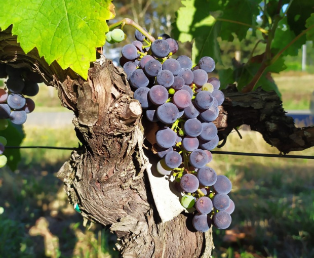 Graves AOC 2021, Château Puy Boyrein