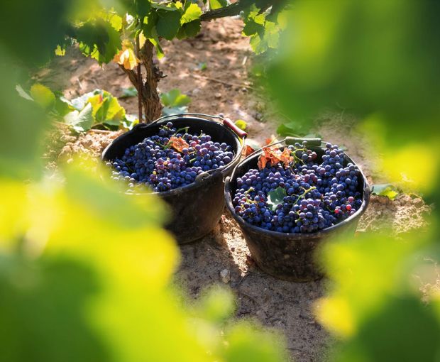 Prestige Rosé, Minuty