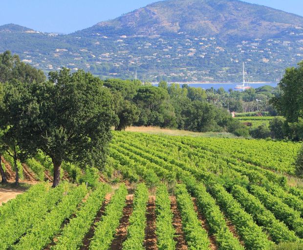 M de Minuty AOP Côtes de Provence, Minuty