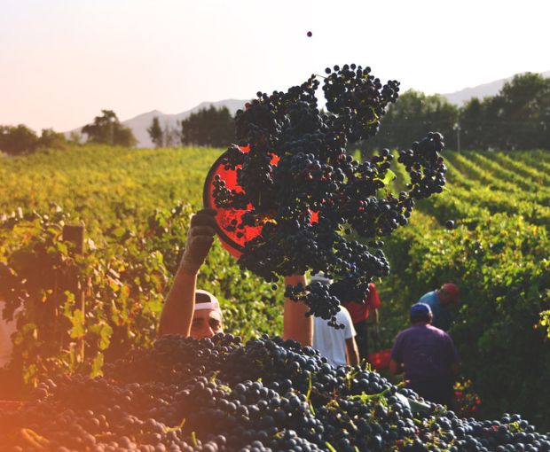 Champagne Françoise Monay Brut