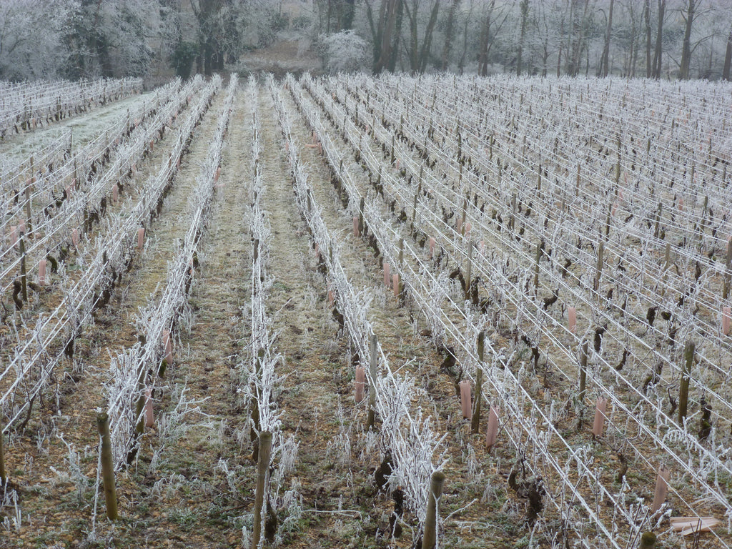 Mercurey 1er Cru Les Champs Martin AOP 2022, Domaine Laurent Dufouleur