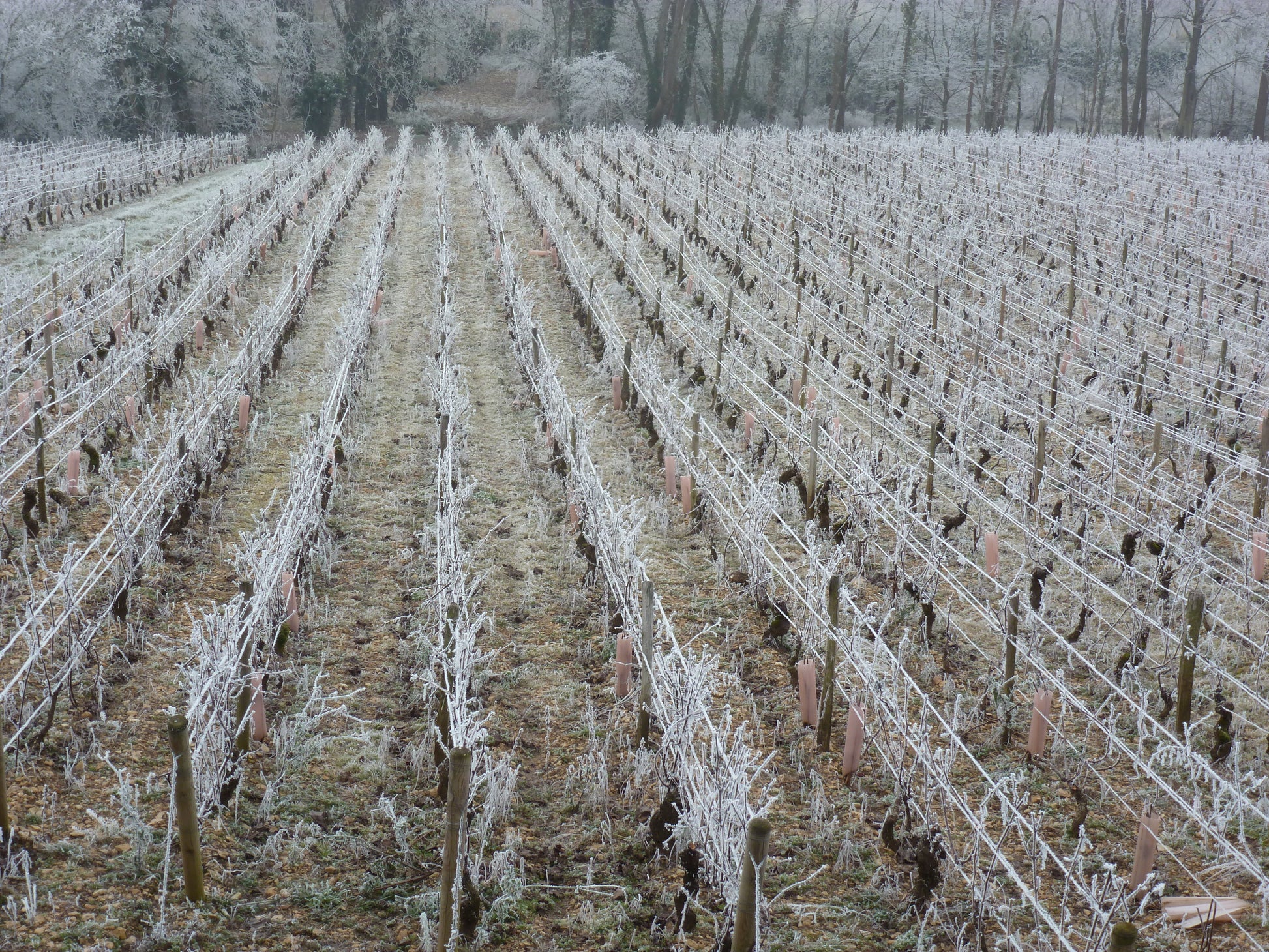 Mercurey 1er Cru Les Champs Martin AOP 2022, Domaine Laurent Dufouleur