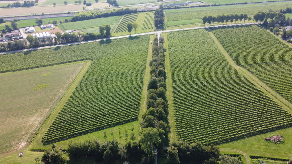 Ribolla Gialla IGT, Villa Vitas