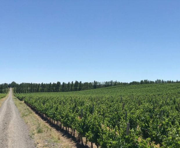 Merlot Gran Reservado Patagonia 2013, Fabre Montmayou