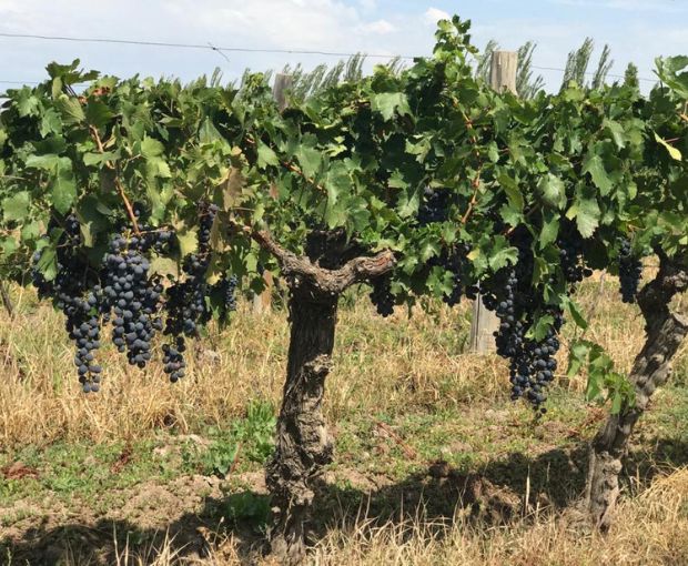 Merlot Gran Reservado Patagonia 2013, Fabre Montmayou