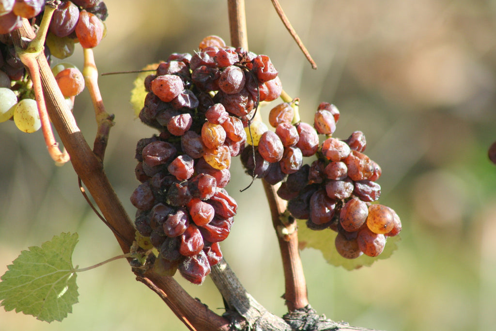 Côteaux du Layon AOP St Aubin 2024, Domaine des Barres