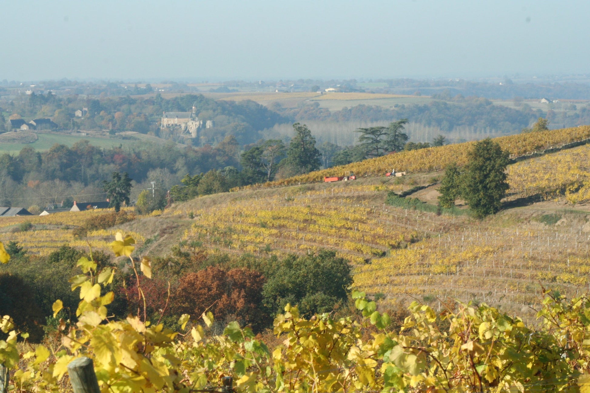 HALF Anjou Gamay AOC, Domaine des Barres
