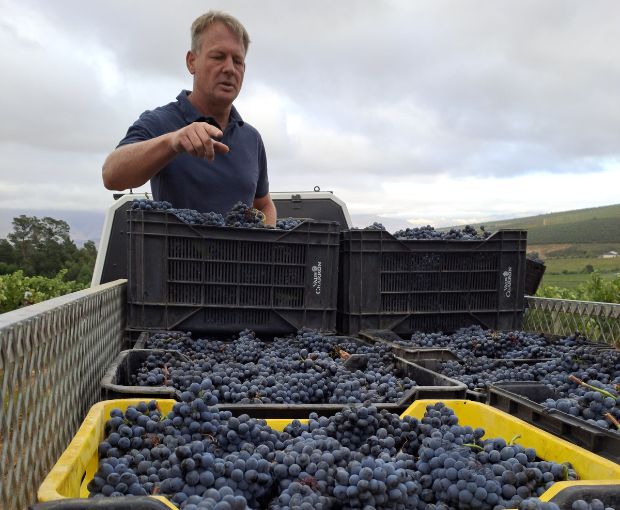 Pinotage, Truter Family Wines