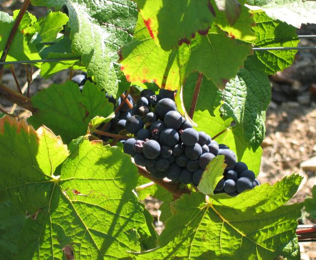 Mercurey 1er Cru Les Champs Martin AOP 2022, Domaine Laurent Dufouleur