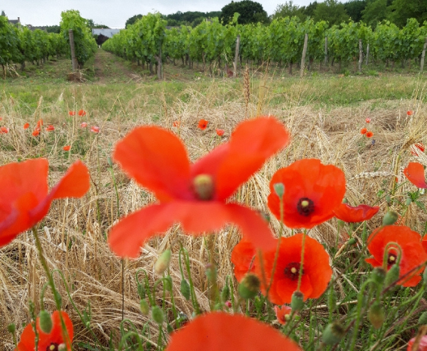 Chinon AOC, Domaine du Puy Rigault