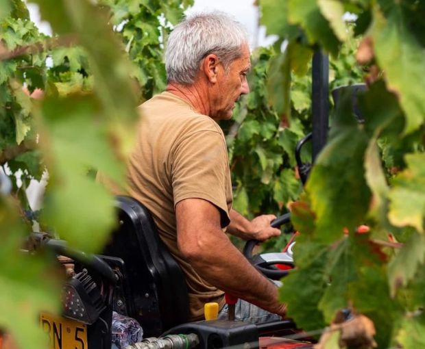 Bacca Bianca IGT Puglia, Cantine Ionis