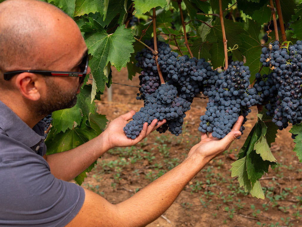 Primitivo Acanto Salento Puglia IGT, Cantine Ionis