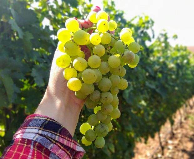 Rioja Alta Blanco D.O.Ca, Lagar de Cayo