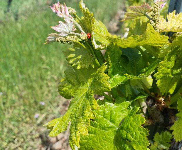 Rioja Alta Reserva D.O.Ca 2016, Lagar de Cayo