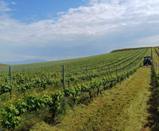 Rioja Alta Reserva D.O.Ca 2016, Lagar de Cayo