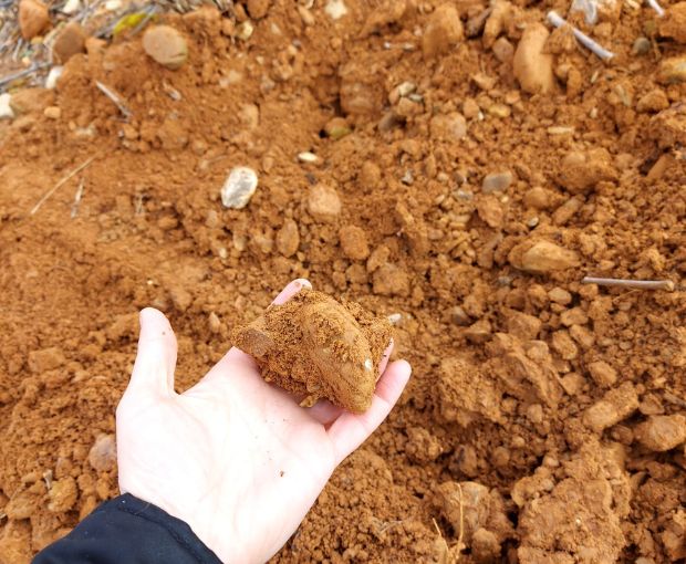 Rioja Alta Crianza D.O.Ca 2020, Lagar de Cayo