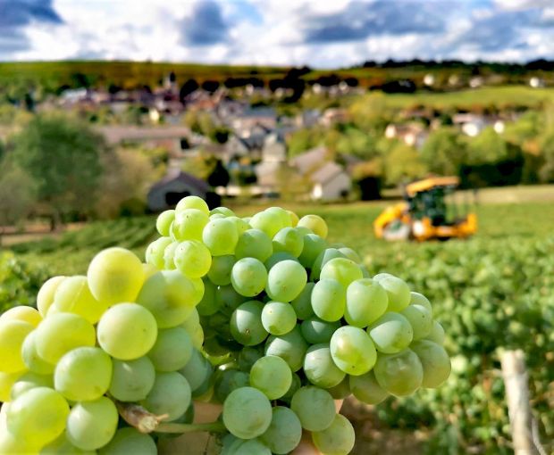 Menetou-Salon Blanc Les Chamblins AOC, Domaine Raimbault Pineau