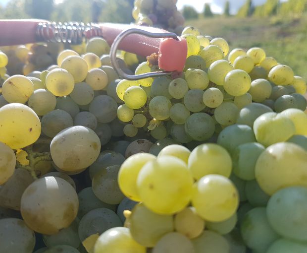 Coteaux-du-Giennois AOC Blanc , Domaine Raimbault Pineau