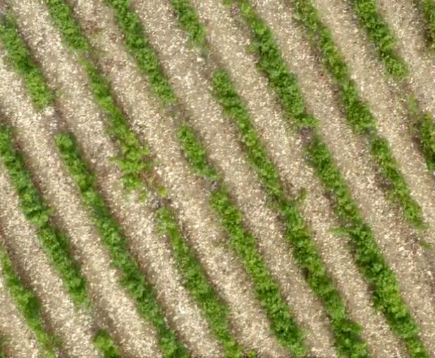 Menetou-Salon Blanc Les Chamblins AOC, Domaine Raimbault Pineau
