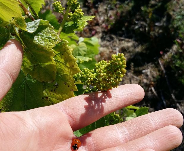 Méthode Traditionnelle AOC Cuvée Signée, Domaine R de la Grange