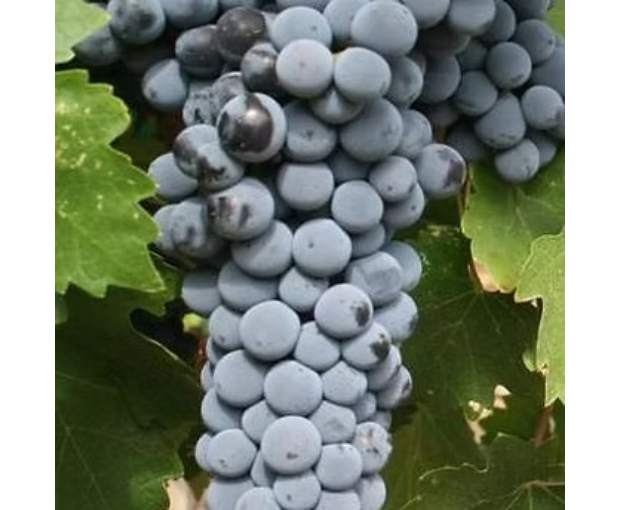 Herdade do Portocarro Tinto