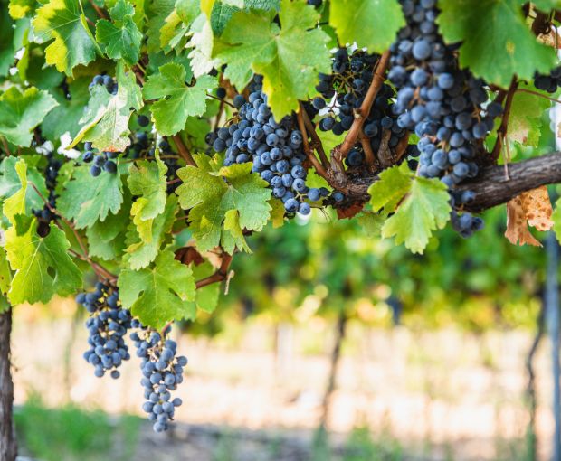 Costières de Nîmes AOP Les Hauts de Coste-Rives Rouge, Château Saint-Bénézet
