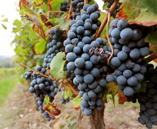 Tursan AOC Rouge No Added Sulphites, La Cave des Vignerons Landais