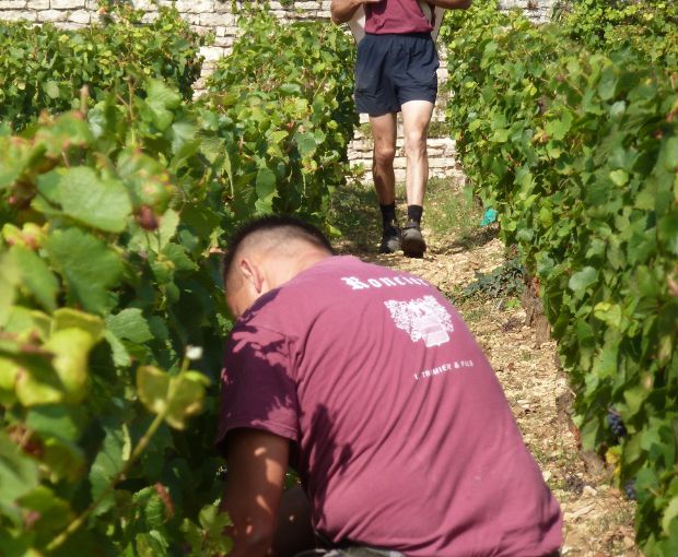 Roncier Rouge VdF, Louis Tramier & Fils