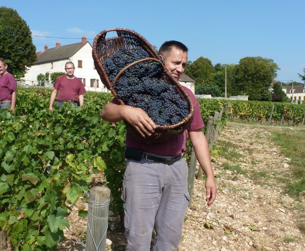 Roncier Rouge VdF, Louis Tramier & Fils