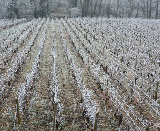 Roncier Rouge VdF, Louis Tramier & Fils