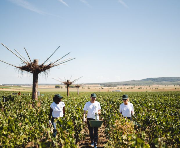 HALF Champagne Ruinart Brut NV