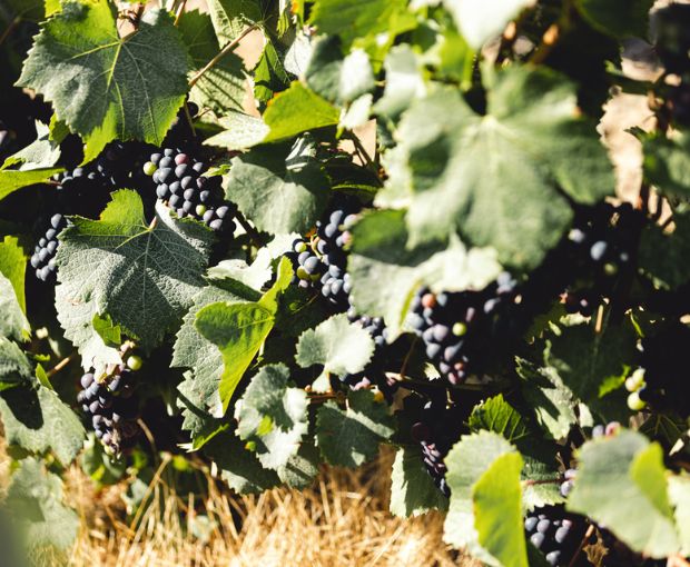 HALF Champagne Ruinart Brut NV