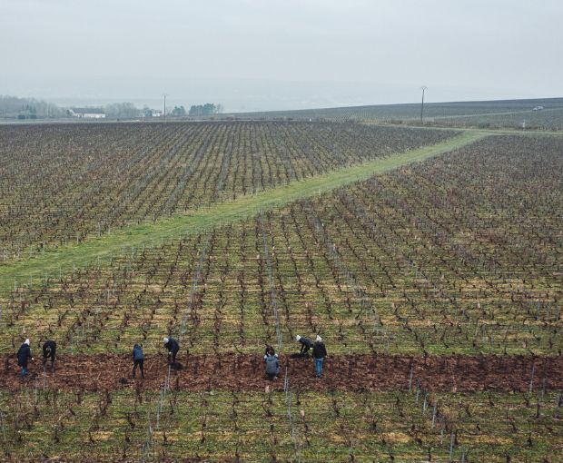 Champagne Ruinart Brut NV