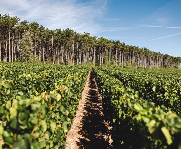 HALF Champagne Ruinart Blanc de Blancs Brut NV