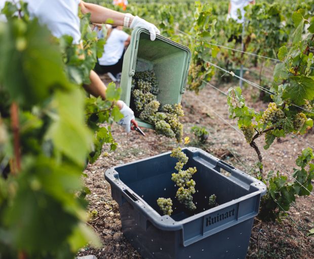 Champagne Ruinart Blanc de Blancs Brut NV