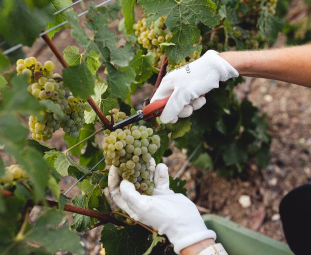 Champagne Ruinart Brut NV