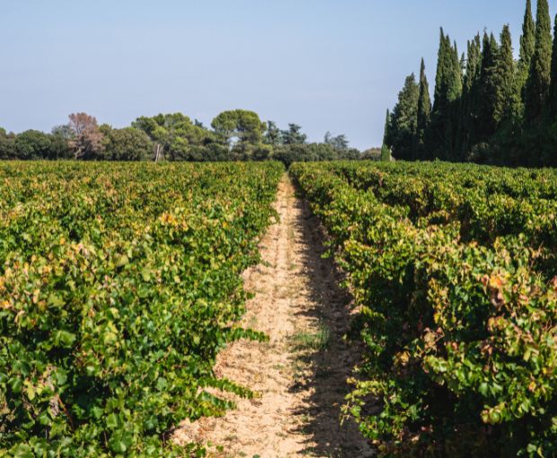 Viognier IGP Pays d'Oc, Château Saint-Bénézet