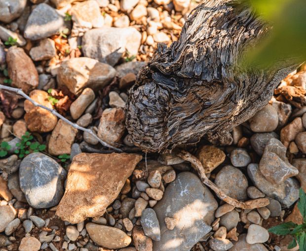 Chardonnay IGP, Château Saint-Bénézet