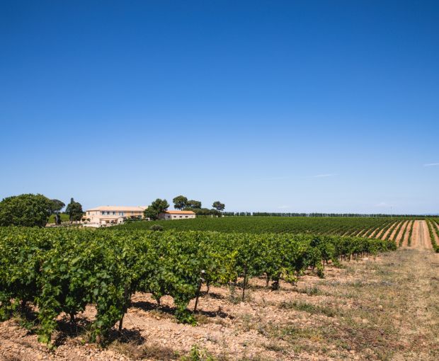 Viognier IGP Pays d'Oc, Château Saint-Bénézet